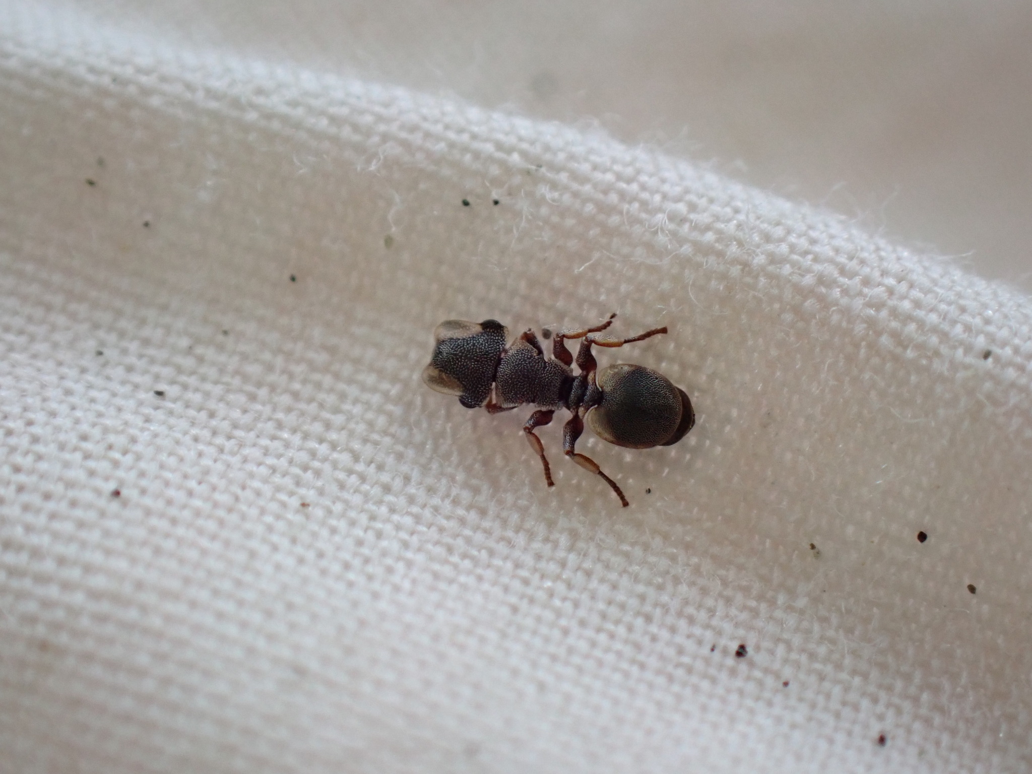 Cephalotes scutulatus