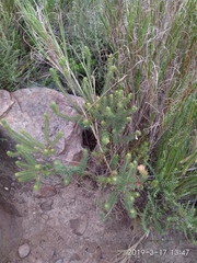 Erica abietina constantiana