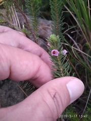 Erica abietina constantiana