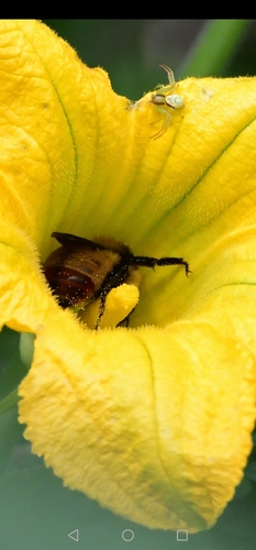 Photo of Orange-tipped Bumble Bee (Bombus opifex)