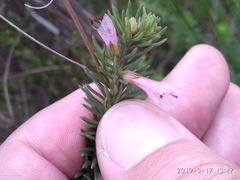 Erica abietina constantiana