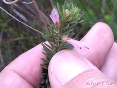 Erica abietina constantiana