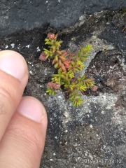 Erica haematocodon