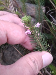 Erica abietina constantiana
