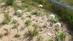 Allium haematochiton