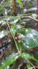 Psychotria andevorantensis image