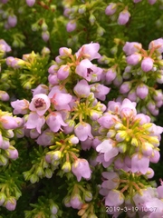 Erica curvirostris
