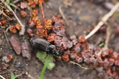 Pterostichus oblongopunctatus