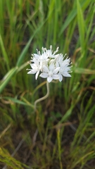 Allium haematochiton