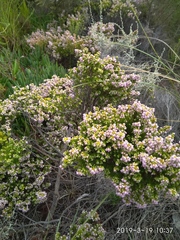 Erica curvirostris