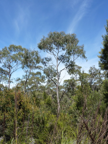 Eucalyptus nebulosa A.M.Gray