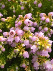 Erica curvirostris
