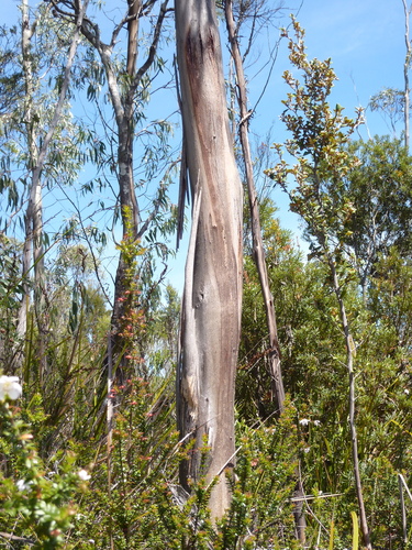 Eucalyptus nebulosa A.M.Gray 2