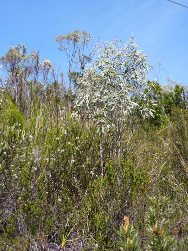 Eucalyptus nebulosa A.M.Gray 3