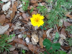 Coreopsis nuecensis
