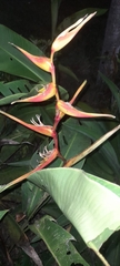 Heliconia latispatha image
