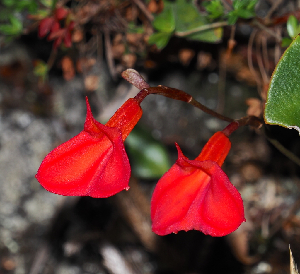 Masdevallia racemosa