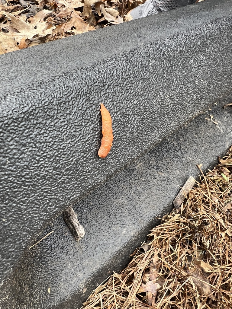 Life from Windridge Dr, Winchester, KY, US on December 10, 2023 at 1123 AM by minda21 · iNaturalist