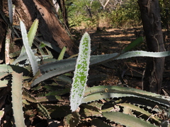Selenicereus costaricensis