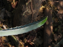 Selenicereus costaricensis