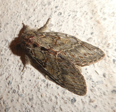 Peridea anceps