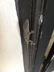 Anolis carolinensis