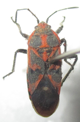 Graptostethus
