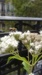 Eristalinus taeniops