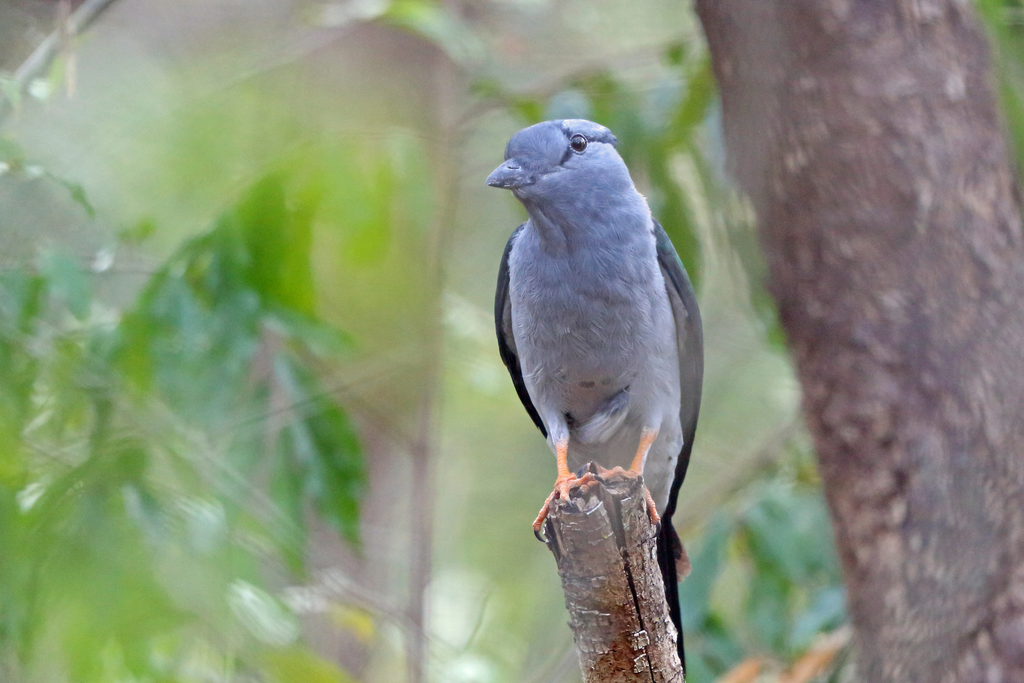 Cuckoo Roller