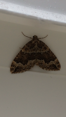 Lampropteryx suffumata