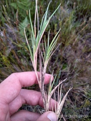 Ehrharta rupestris rupestris