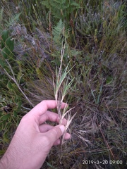 Ehrharta rupestris rupestris