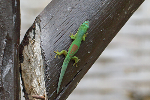 Phelsuma pusilla