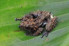 Assam Indonesian Treefrog photo 2