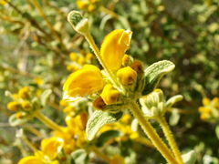 Phlomis lanata
