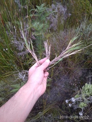 Ehrharta rupestris rupestris