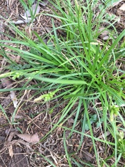Carex planostachys