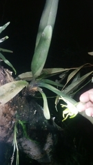 Aeranthes ramosa image