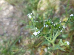 Cryptantha pterocarya