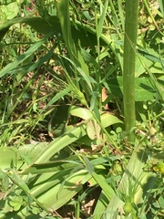 Scilla hyacinthoides