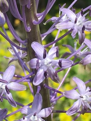 Scilla hyacinthoides