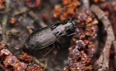 Pterostichus oblongopunctatus
