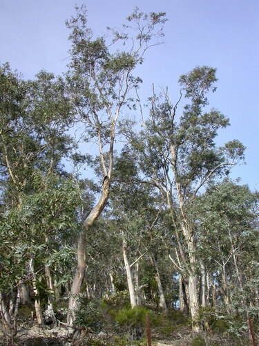 Eucalyptus tenuiramis Miq.