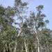 Eucalyptus tenuiramis - Photo 由 Dean Nicolle 所上傳的 (c) Dean Nicolle，保留部份權利CC BY-NC