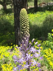 Scilla hyacinthoides