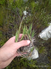 Ehrharta rupestris rupestris