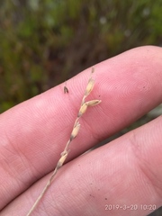 Ehrharta rupestris rupestris