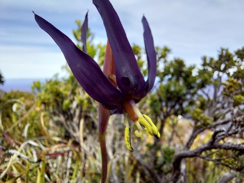 Image of Isophysis tasmanica by (c) Brendan Costello, some rights reserved (CC BY)
