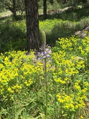 Scilla hyacinthoides