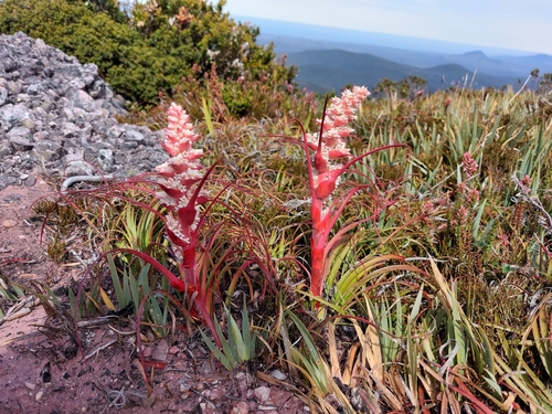 Dracophyllum milliganii, photograph 6
